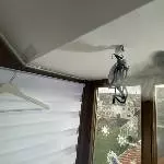 Ist das ein Welli oder Monkey??