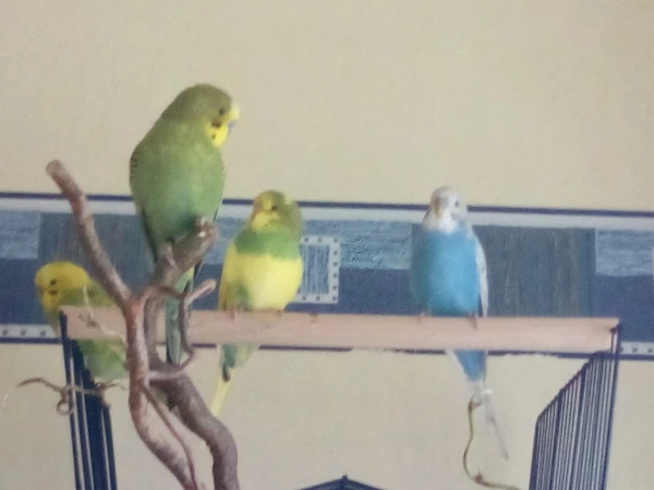 Wellensittich-Bild: Luna, Samu, Ginny und Rafa (von links nach rechts)