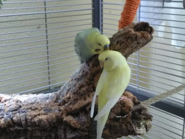 Wellensittich-Bild: Koko verwöhnt Kiki