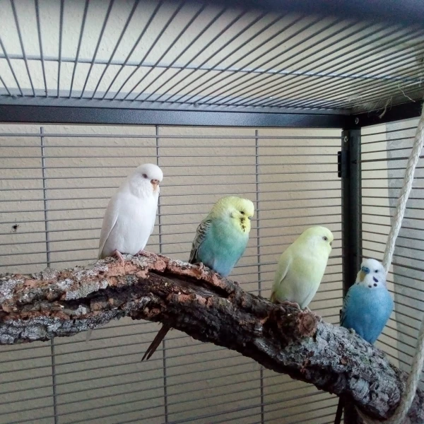 Wellensittich-Bild: V.l.n.r.
Flöckchen, Koko, Kiki, Fips