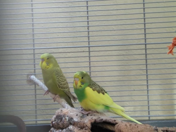 Wellensittich-Bild: Erstmal beobachten