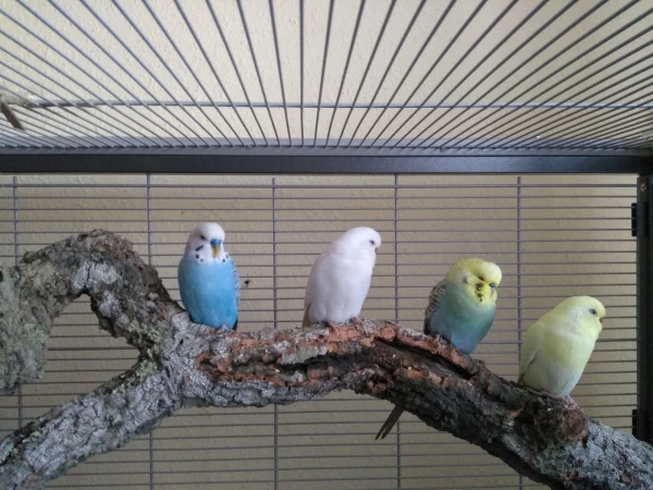 Wellensittich-Bild: v.l.n.r.
Fips, Flöckchen, Koko und Kiki