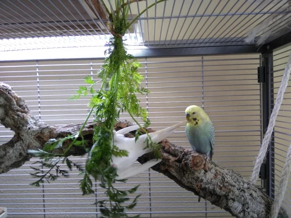 Wellensittich-Bild: Dieser Blick von Koko 