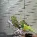Balu