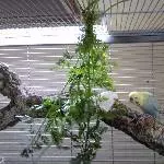 Flöckchen und Koko im Gespräch