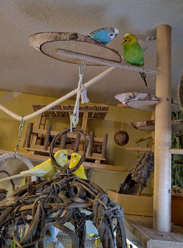Wellensittich-Bild: Jo, so ganz gehen. Während oben fleissig Männergespräche geführt werden, ist unten das flirten von Sammy und Tweety im vollen Gang.