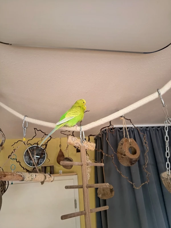 Wellensittich-Bild: fällt auf, genau wie sein Bruder Apple. Beide sind sehr Farb intensiv. Lemon ist bis jetzt nur Futterzahm.