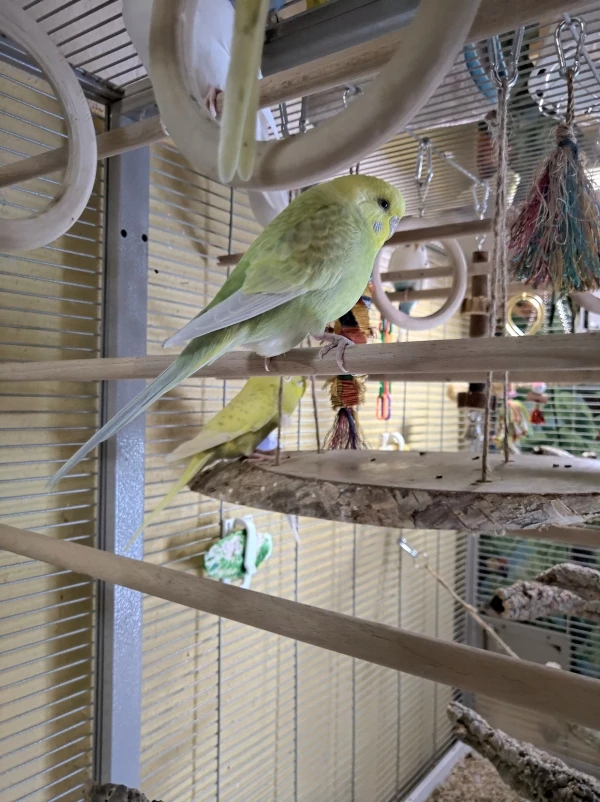 Wellensittich-Bild: Sie liebte Hansi, er hielt nichts von Monogamie und hatte neben ihr Julchen und Paula. Nun flirtet Coco mit Maggy. So ist das Leben.