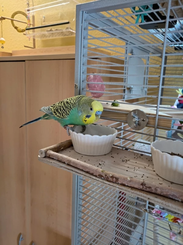 Wellensittich-Bild: Dabei bin ich froh wenn er etwas mehr frisst. Seine Ex-Partnerin Maxi (da ist der Name Programm) lässt sich lieber füttern, anstatt selbst zum Napf zu marschieren. Jetzt hat er sich zum Glück umorientiert und ist mit Coco zusammen.