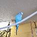 Tweety