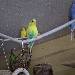 Tweety