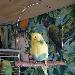Tweety
