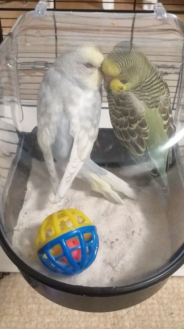 Wellensittich-Bild: Wie sie zusammen schlafen einfach nur süß <3