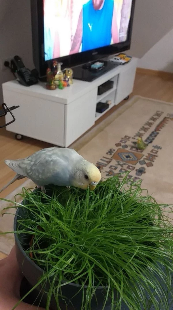 Wellensittich-Bild: Am naschen :)