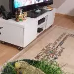 Mein Hahn Arif