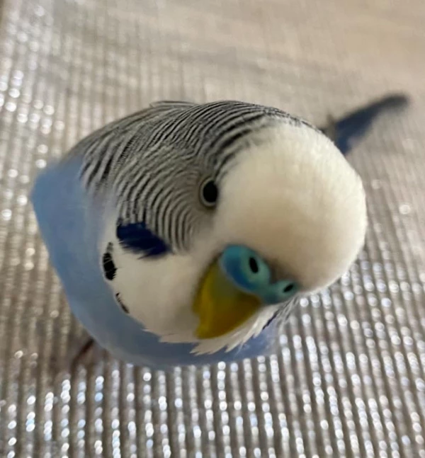 Wellensittich-Bild: Der kleine ist mal wieder verfressen 