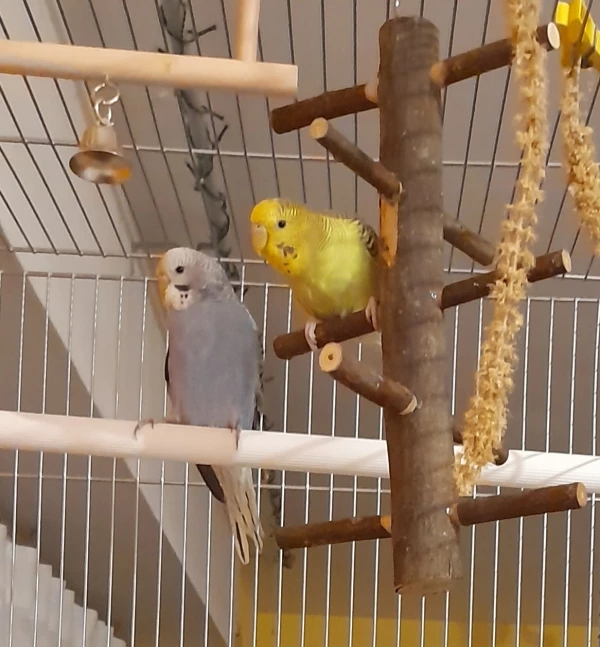 Wellensittich-Bild: Siehst du Cooki und Mami, hier kann man auch gut knabbern!

PS: Die Lichterkette wurde schon entfernt!