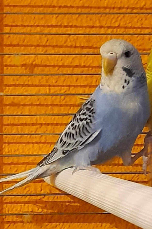Wellensittich-Bild: Darf ich mich vorstellen: Cooki