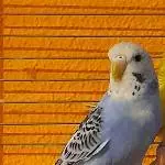 Das ist Cooki
