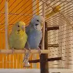 Bubi und Cooki