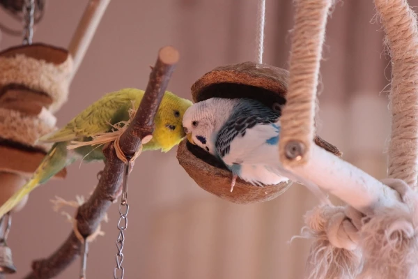 Wellensittich-Bild: Nico und seine Dori
