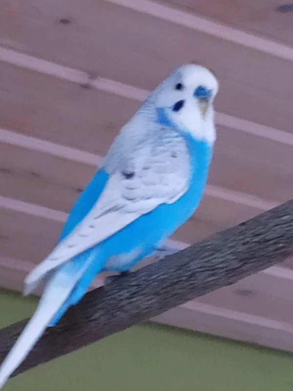 Wellensittich-Bild: Welcher Farbschlag ist das?