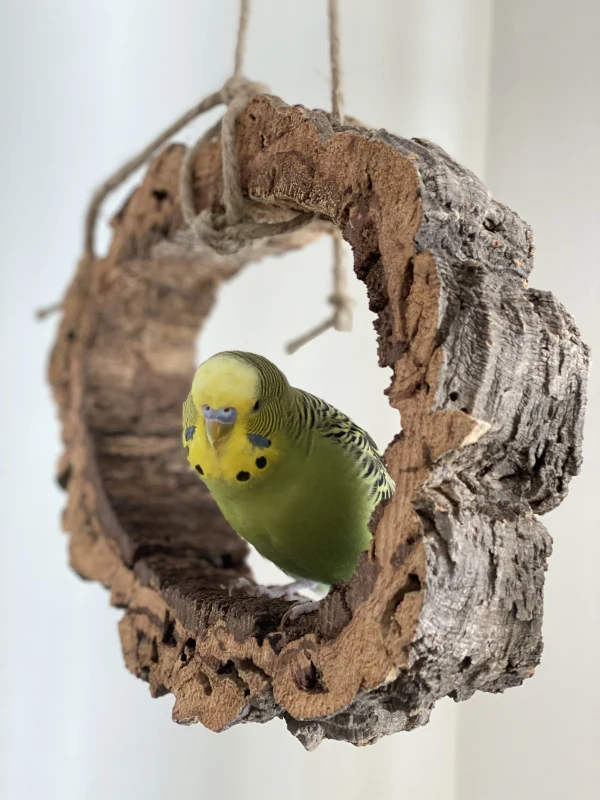 Wellensittich-Bild: Kiwi geniesst die neue Schaukel