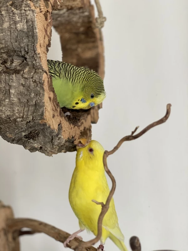 Wellensittich-Bild: Während Kiwi in der Schaukel hockt, beknabbert Luna den Korkrand von unten. Kiwi fühlt sich bereits seit Beginn sehr wohl in dem neuen Schwarm. 