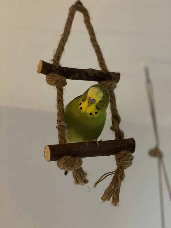 Wellensittich-Bild: Kiwi schauckelt fröhlich und singt und beknabbert die Schaukel dabei.