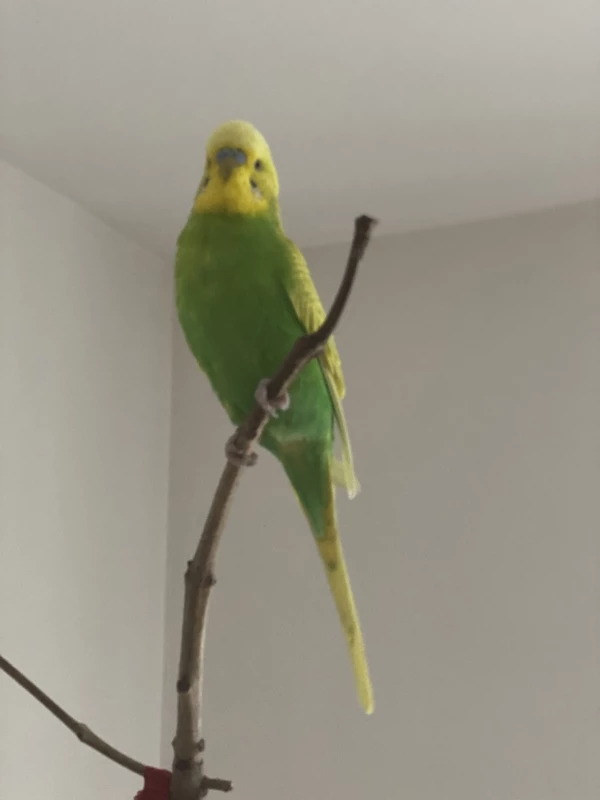 Wellensittich-Bild: Happy genießt die Aussicht vom damals höchsten Ast im Zimmer