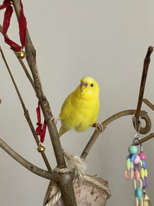 Wellensittich-Bild: Luna macht Yoga. Dabei macht sie ihre tägliche Übungen und verweilt für paar Minuten im Spagat.