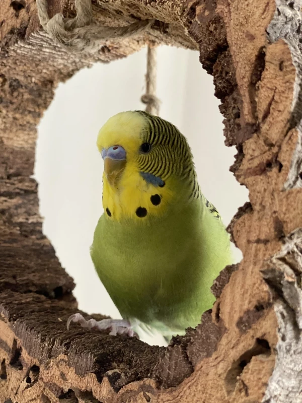 Wellensittich-Bild: Kiwi knabbert und schaukelt auf der neuen Kork-Schaukel