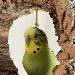 Kiwi sitzt in der Kork-Schaukel