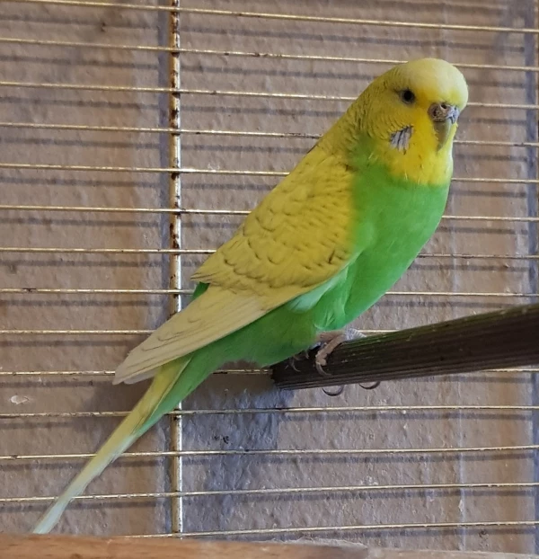 Wellensittich-Bild: Sunny 5 Jahre