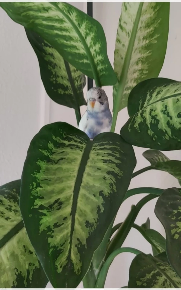 Wellensittich-Bild: Ich versteck mich in der Grünpflanze,mal sehen ob man mich entdeckt.