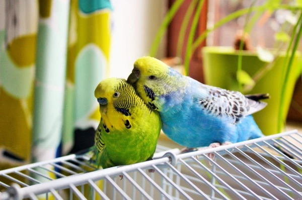 Wellensittich-Bild: Gypsy (links), Calimero (rechts)