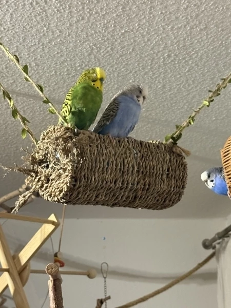 Wellensittich-Bild: Die beiden Verliebten beim faulenzen. Das mögen Sie gerne. 