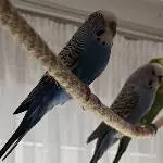 Trudi, Susi und Hansi