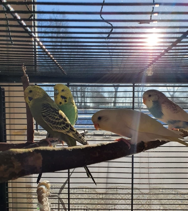 Wellensittich-Bild: Muntere Schnöterei in der Wintersonne .