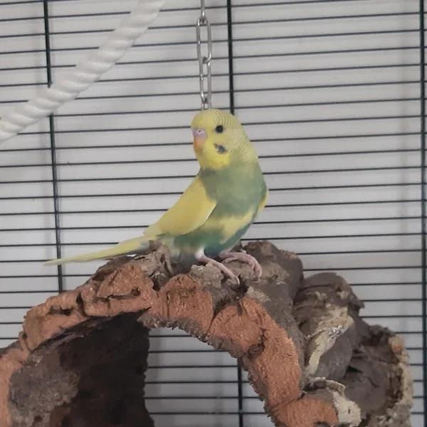 Wellensittich-Bild: Zum knabbern sitzt er/sie immer da :D
(Geschlecht ist noch nicht bekannt) 
