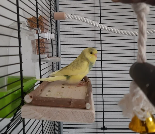 Wellensittich-Bild: Sie/Er hat von dort aus erstmal das Zuhause betrachtet und erkundet. :D 
(Geschlecht noch nicht bekannt)