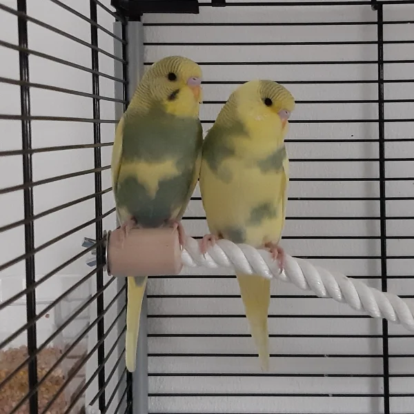 Wellensittich-Bild: Wenn Ihnen etwas zu aufregend ist kuscheln sich die zwei in ein ruhiges Eck. <3