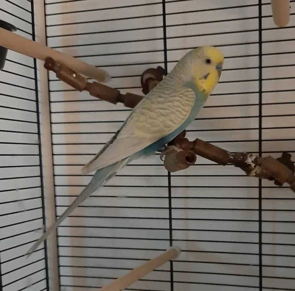 Wellensittich-Bild: Er ist der schüchternste Vogel im Schwarm