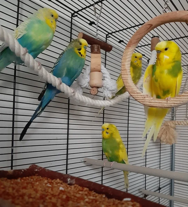 Wellensittich-Bild: Sunny stellt euch stolz ihre kleine Welli Familie vor. <3