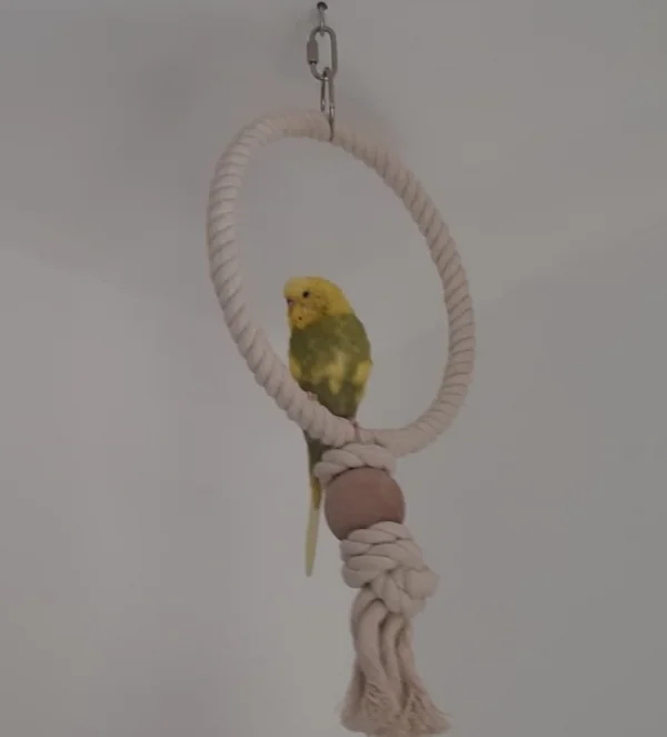 Wellensittich-Bild: Sie ist die erste die sich nach langer Zeit in diesen Ring rein setzt <3