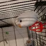 Unser Albino
