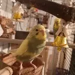 Kruemel und das Glöckchen