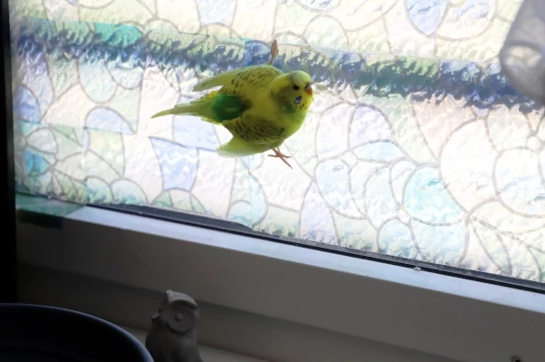 Wellensittich-Bild: Wozu fliegen, wenn man wie ein Bergsittich klettern kann? XD