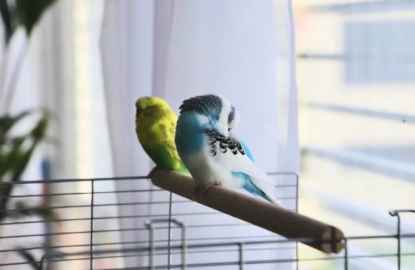 Wellensittich-Bild: Es wird gedöst~