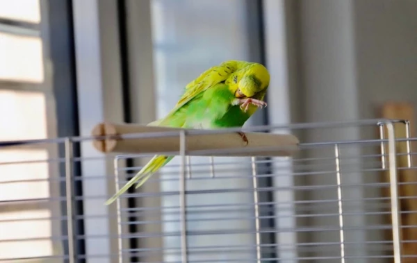 Wellensittich-Bild: Die Mademoiselle betreibt das morgendliche Putzritual 